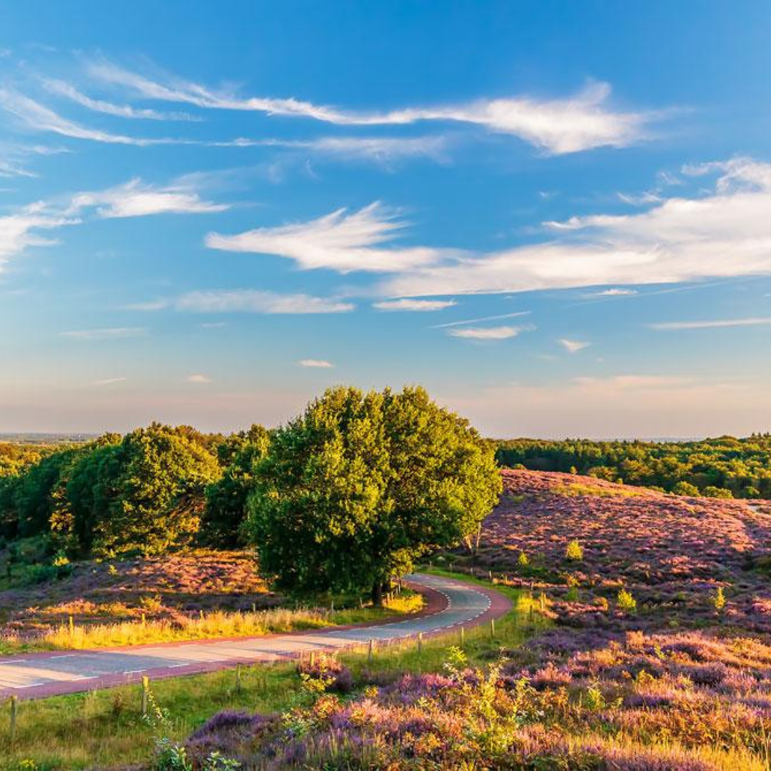 Gelegen op De Veluwe